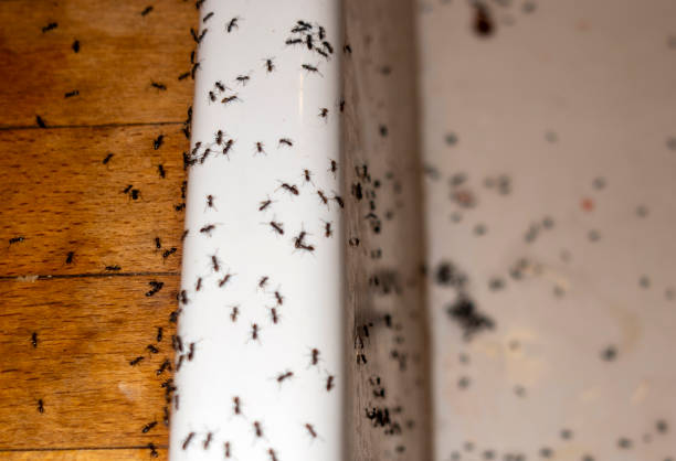Best Emergency Pest Control  in Bainbridge, PA